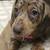 Short hair miniature dachshund looking for Anew home 1 thumbnail