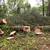 OVER 50 PINE TREES ON THE GROUND FREE 1 thumbnail