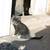 Farm kittens 2 thumbnail