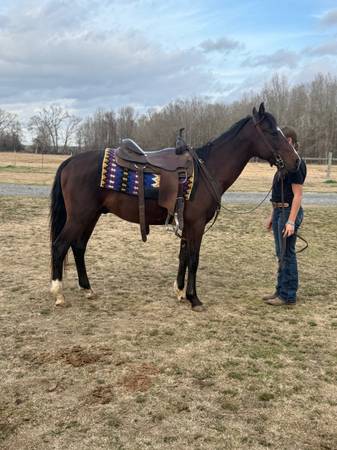Gentle bay Gelding 1