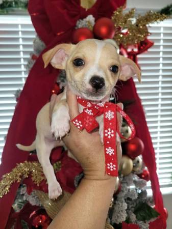 APPLEHEAD MALES TINY CHIWAWAS 1