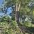 Antonio Tree Service Omaha 14 thumbnail