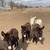 Adorable Miniature Donkeys 2 thumbnail