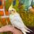 Handfed Cockatiel 6 thumbnail