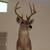 White Tail Deer, Shoulder Mount 2 thumbnail