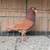 Roller pigeons 3 thumbnail