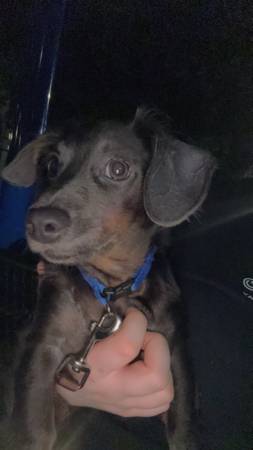 Dachshund de 5 meses (Williamston)63661473929219122
