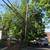 Tree removal   trimming  Tree care  Tree service 7 thumbnail