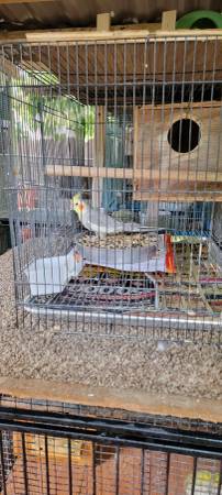 Male Cockatiels - $170 Each (Elk Grove)63848875083267121