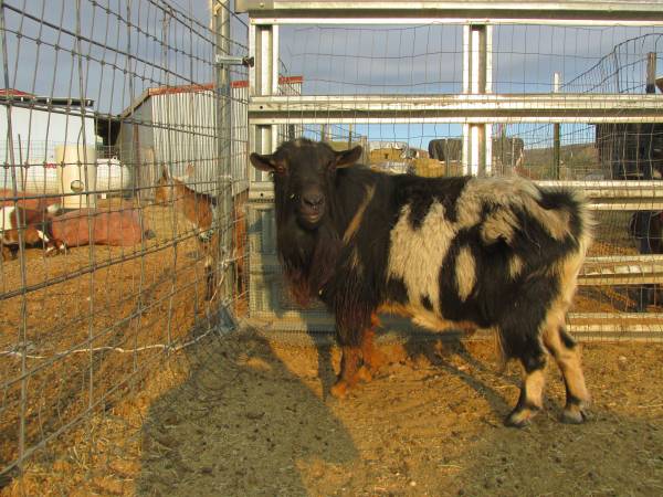 Nigerian Dwarf breeding service 1