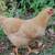 Laying hens chickens eggs purebred Chantecler 6 thumbnail
