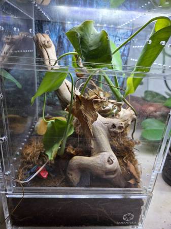 Tarantula Cribs enclosures (Bellingham)63613582805505121