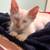 Rehoming white kitten 2 thumbnail