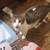 Amazing cats looking for their loving new homes!!! 1 thumbnail