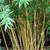 Clumping Alphonse Karr Bamboo 8 thumbnail