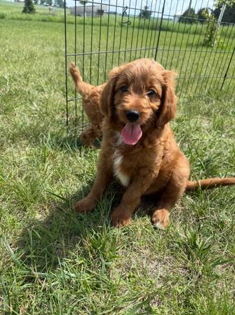 Mini/Petite Goldendoodle pups - $80062927914037891123