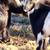 Fainting Goats Bucks! 4 thumbnail
