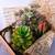 Succulents Cigar Boxes & Empty Cigar Boxes 2 thumbnail