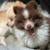 4 month old Pomeranian boy 4 thumbnail