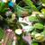 beautiful thanksgiving cactuses IN BLOOM! 5 thumbnail