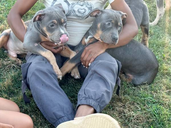 American bully tricolored, and Merle (Bloomington)64147996479489123