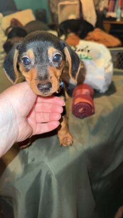 Mini Male Doxie 1