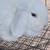 V gene rabbits  blue eyed beautiful 2 thumbnail