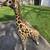 Melissa & Doug Plush Giraffe Stuffed Animal Toy 4.5 Feet Tall 9 thumbnail