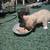 RESCUE KITTENS 8 thumbnail
