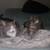 Bronx & Penelope - Looking for their furever home! 3 thumbnail