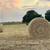 Coastal hay 1 thumbnail