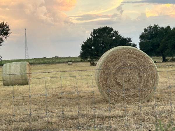 Coastal hay 1