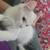 Kittens need home 5 thumbnail