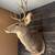 2 Deer Mounts for sale 4 thumbnail