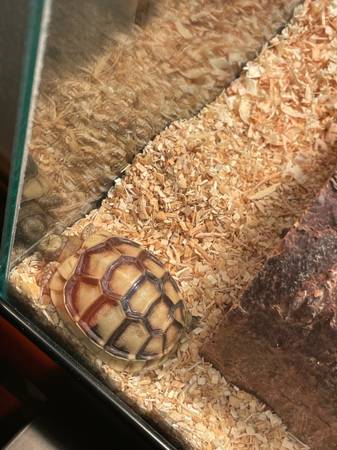 Marginated tortoise (Livermore)63862001414019122