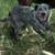 Blue heeler female 1 thumbnail