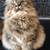 Persian Male Cat Rehoming 1 thumbnail