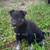 German shepherd cross puppies 2 thumbnail