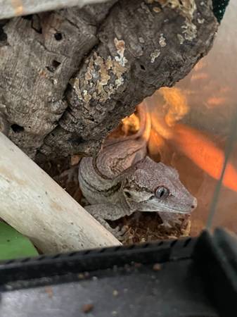 Gargoyle Gecko + Supplies - Free (Wasilla)63981298167427120