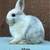 Netherland Dwarf Bunnies 3 thumbnail