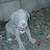 Pitbull xl rednose fawn puppies 6 thumbnail