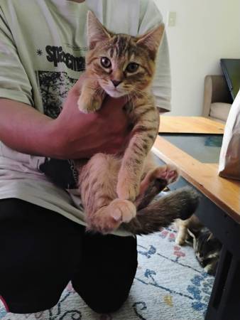 Kittens (West-Sacramento)63920016624514122