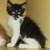 Available for adoption! Goldie & Papis' Animal Rescue 2 thumbnail