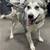 Huskies need homes 6 thumbnail