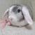 Holland lop rabbit 2 thumbnail