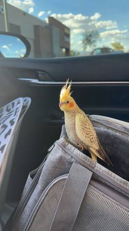 Birds with cage (Las Vegas)63871910708609120