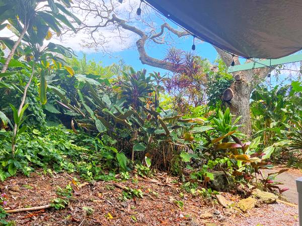 $3000.00 / 1br - 150ft2 - Jungle Canopy - Private cabin for two, No pets63939661832834121