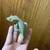 Crested Geckos 6 thumbnail