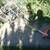 Stihl FS76 String Trimmer (Weed-Eater) 15 thumbnail