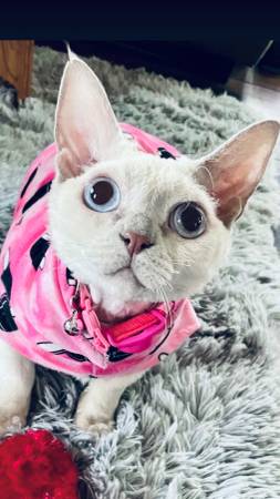 Looking for Devon Rex cat 1